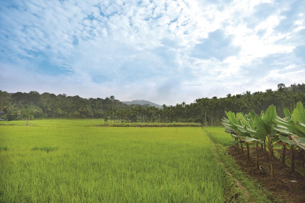 The Woods Resorts Wayanad Sultan Bathery Dış mekan fotoğraf